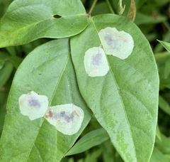 Anarsioses aberrans