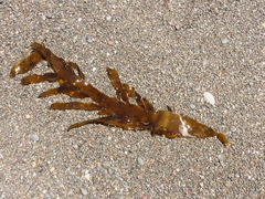 Desmarestia herbacea