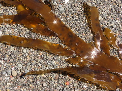 Desmarestia herbacea