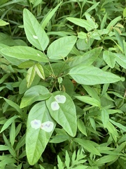 Anarsioses aberrans