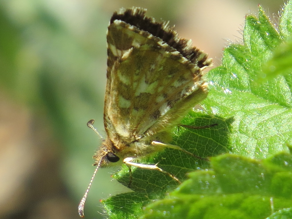 Two-banded Checkered-skipper (oregon Caves National Monument Butterfly 