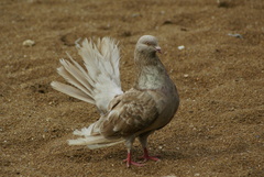 Columba livia domestica