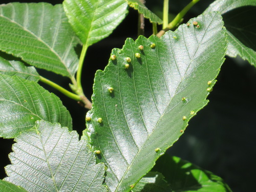 Alder Leaf Gall Mite photo 3