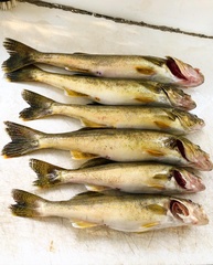 Sander vitreus vitreus