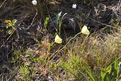 Papaver angustifolium