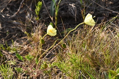 Papaver angustifolium
