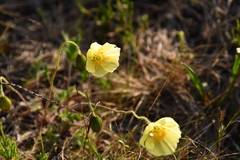Papaver angustifolium