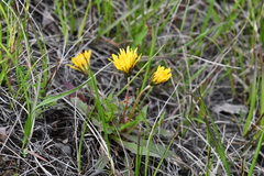 Taraxacum macilentum