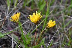 Taraxacum macilentum