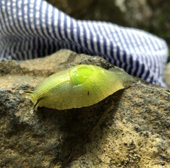 Gaeotis nigrolineata