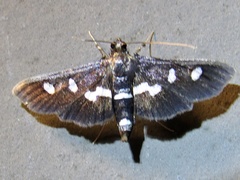 Desmia subdivisalis