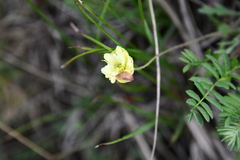 Papaver angustifolium