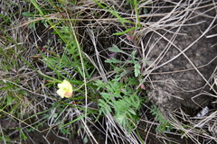 Papaver angustifolium