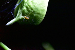 Coleosoma