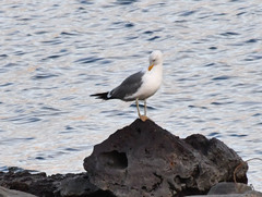 Larus fuscus