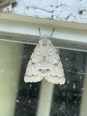 Acronicta innotata