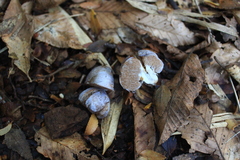 Cortinarius holojanthinus