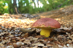 Butyriboletus loyo