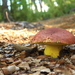Butyriboletus loyo - Photo (c) Chris Valdés, some rights reserved (CC BY-NC), uploaded by Chris Valdés