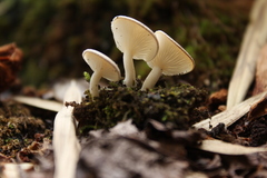 Clitocybe pleurotus