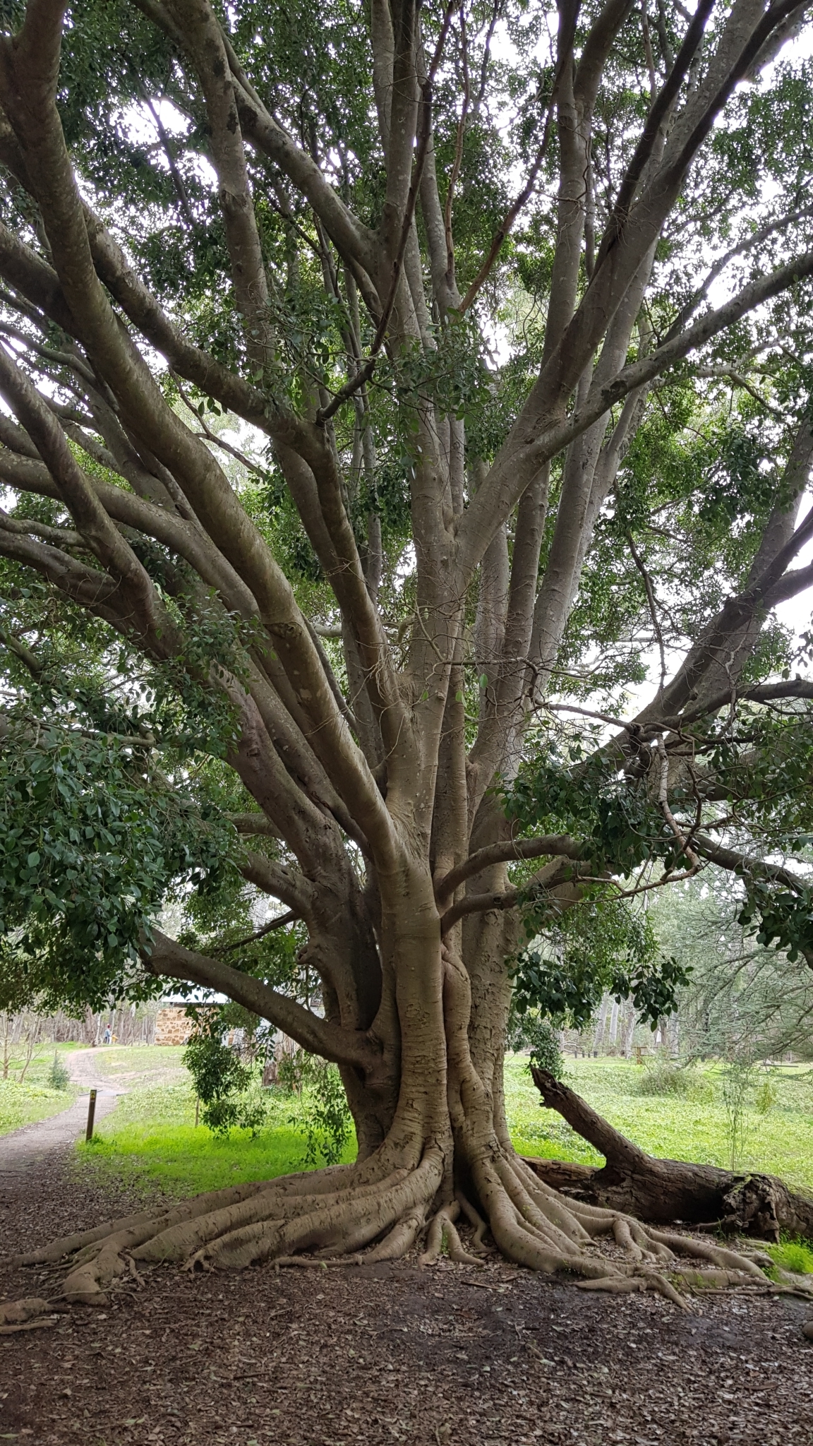 hænge bunke plukke Moreton Bay Fig (Ficus macrophylla) · iNaturalist