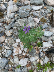 Lupinus nootkatensis