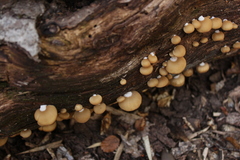 Crepidotus fulvifibrillosus