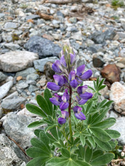 Lupinus nootkatensis