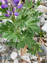 Lupinus nootkatensis