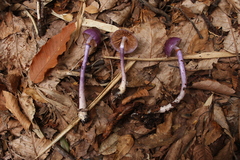 Cortinarius magellanicus