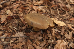 Boletus putidus