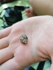 Rapaninae