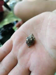 Rapaninae
