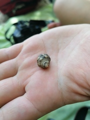 Rapaninae