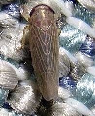 Chlorotettix necopinus