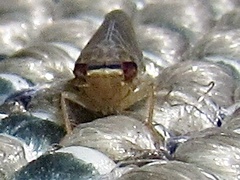 Chlorotettix necopinus