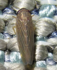 Chlorotettix necopinus