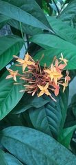 Ixora coccinea