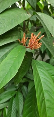 Ixora coccinea
