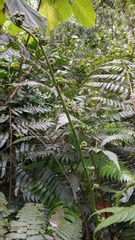 Cyathea borinquena