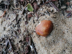 Megapitaria squalida