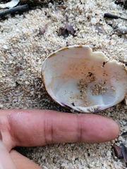 Megapitaria squalida