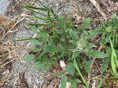 Phacelia leptosepala