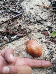 Megapitaria squalida