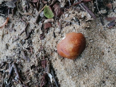 Megapitaria squalida