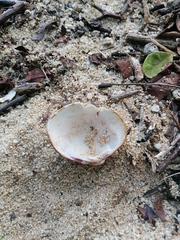 Megapitaria squalida