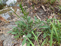 Phacelia leptosepala