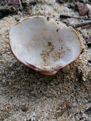 Megapitaria squalida