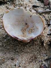 Megapitaria squalida