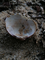 Megapitaria squalida